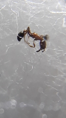 Cardiocondyla mauritanica