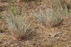 Corynephorus canescens