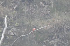 Pericrocotus ethologus