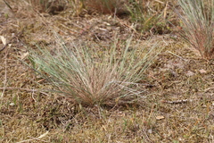 Corynephorus canescens