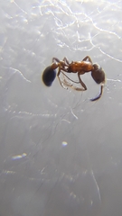 Cardiocondyla mauritanica