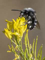 Melecta curvispina