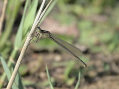 Erythromma