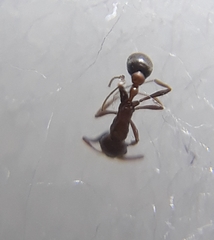 Cardiocondyla mauritanica