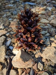 Kopsiopsis strobilacea