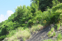 Lilium maculatum