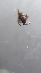 Cardiocondyla mauritanica
