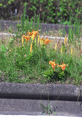 Lilium maculatum