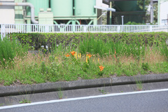 Lilium maculatum