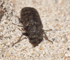 Lichenophanes truncaticollis