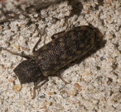 Lichenophanes truncaticollis