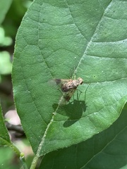 Chrysopilus quadratus