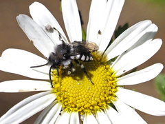 Melecta curvispina