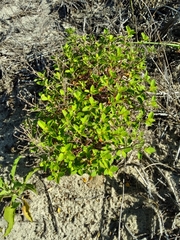 Trichostema nesophilum