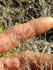 Trichostema nesophilum