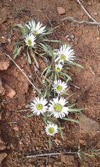 Townsendia grandiflora
