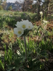 Anemonastrum crinitum