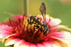 Dianthidium curvatum