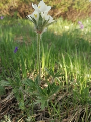 Anemonastrum crinitum