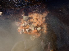 Aplidium coei