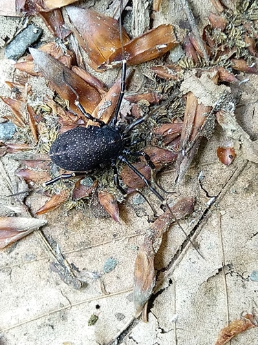 kosec zavalitý (Egaenus convexus)