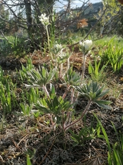 Anemonastrum crinitum