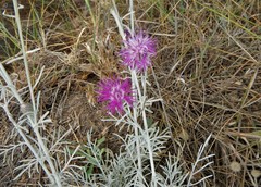 Centaurea diomedea