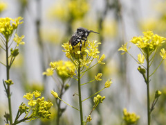 Melecta curvispina