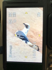 Columba livia domestica