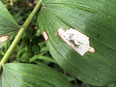 Phyllosticta cruenta