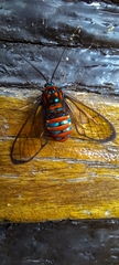 Gymnelia