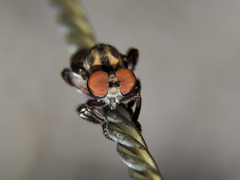 Orrhodops occidentalis