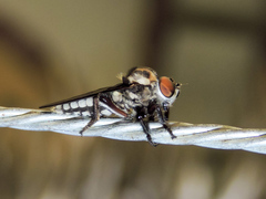 Orrhodops occidentalis