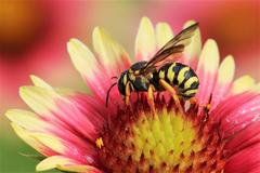 Dianthidium curvatum