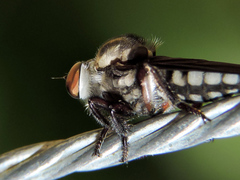 Orrhodops occidentalis