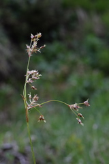 Luzula sylvatica sieberi