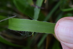 Luzula sylvatica sieberi