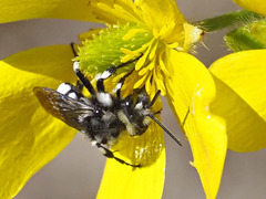 Melecta curvispina