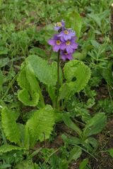 Primula amoena