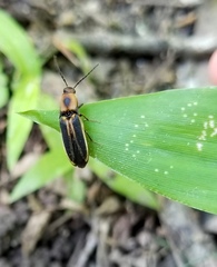 Megapenthes limbalis