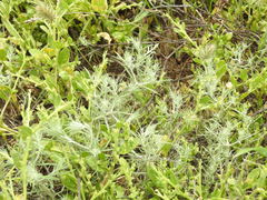 Ceratocarpus arenarius