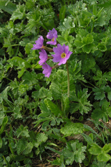 Primula amoena