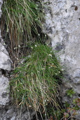 Sesleria sphaerocephala