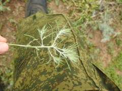 Ceratocarpus arenarius