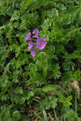 Primula amoena
