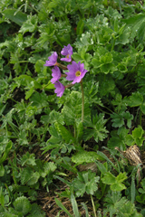 Primula amoena