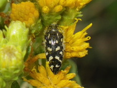 Acmaeodera