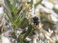 Melecta curvispina