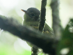 Pogonotriccus poecilotis