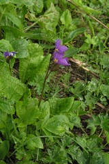 Primula amoena